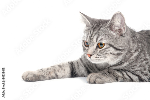 Isolated grey cat