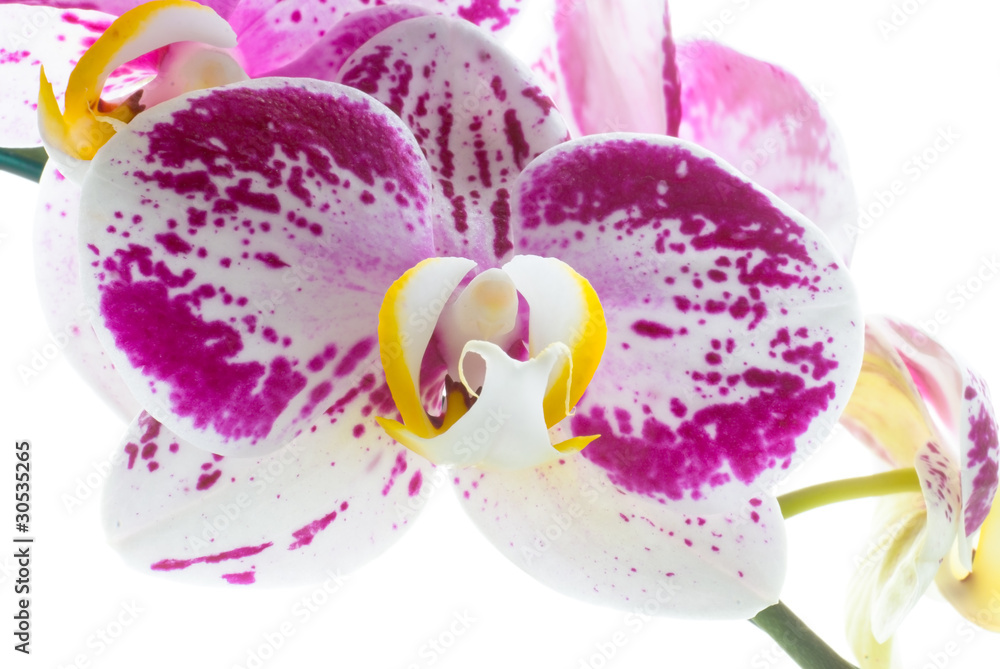 Orchid Orchid