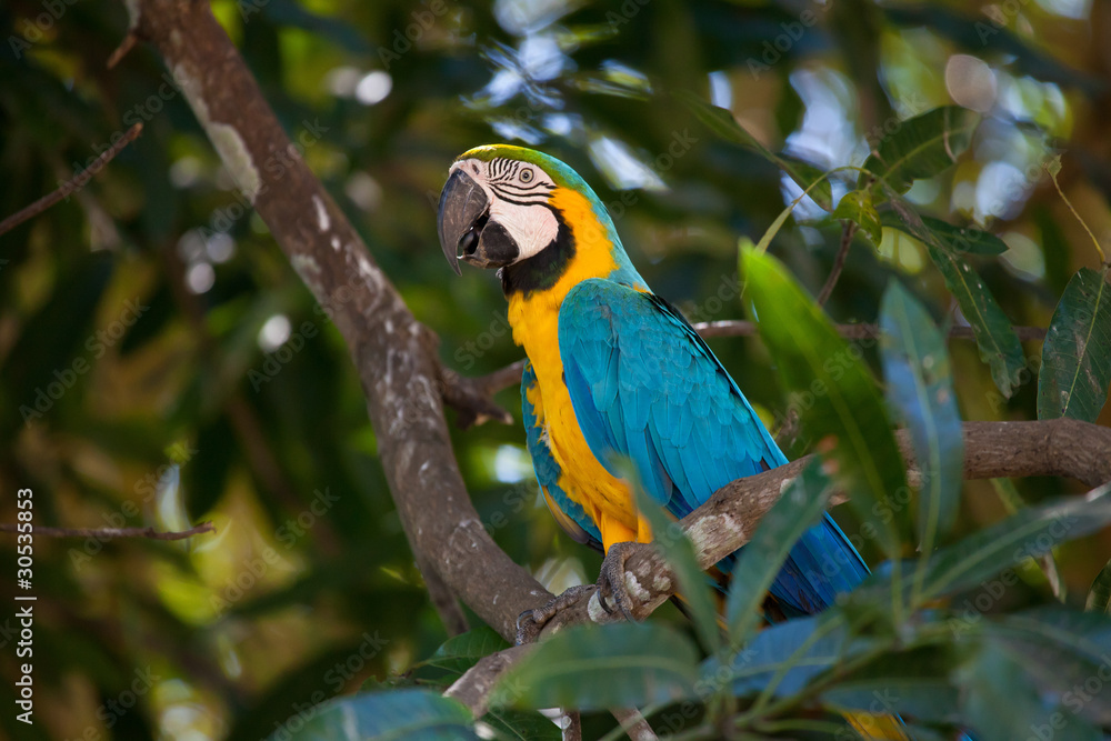 Fototapeta premium Parrot