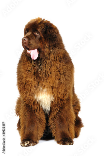 Newfoundland dog in studio on a white background