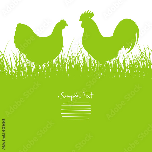 Rooster & Hen Standing In The Meadow Green