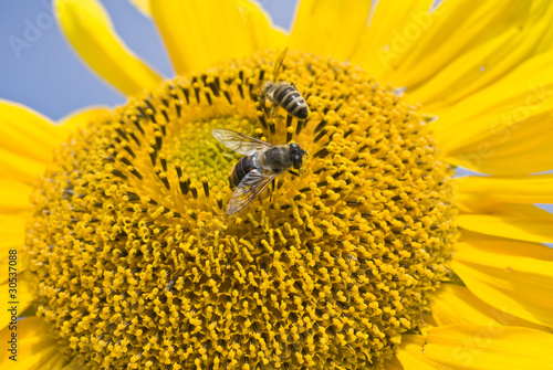 Sonnenblume mit Mistbiene und Biene photo