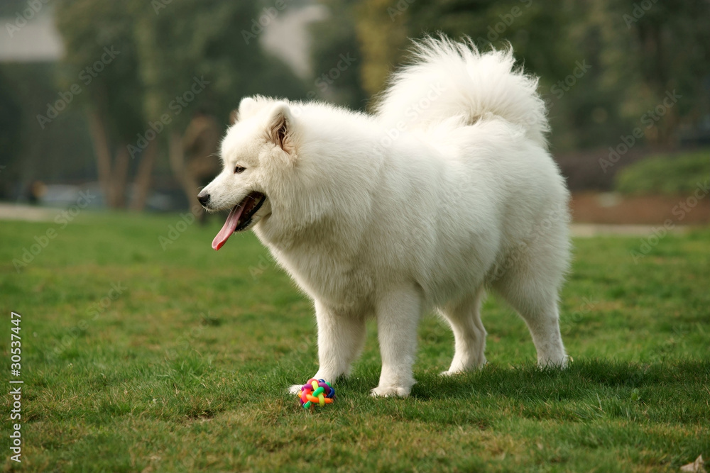 Samoyed dog standing on grass lawn Samoyed dog standing on grass lawn