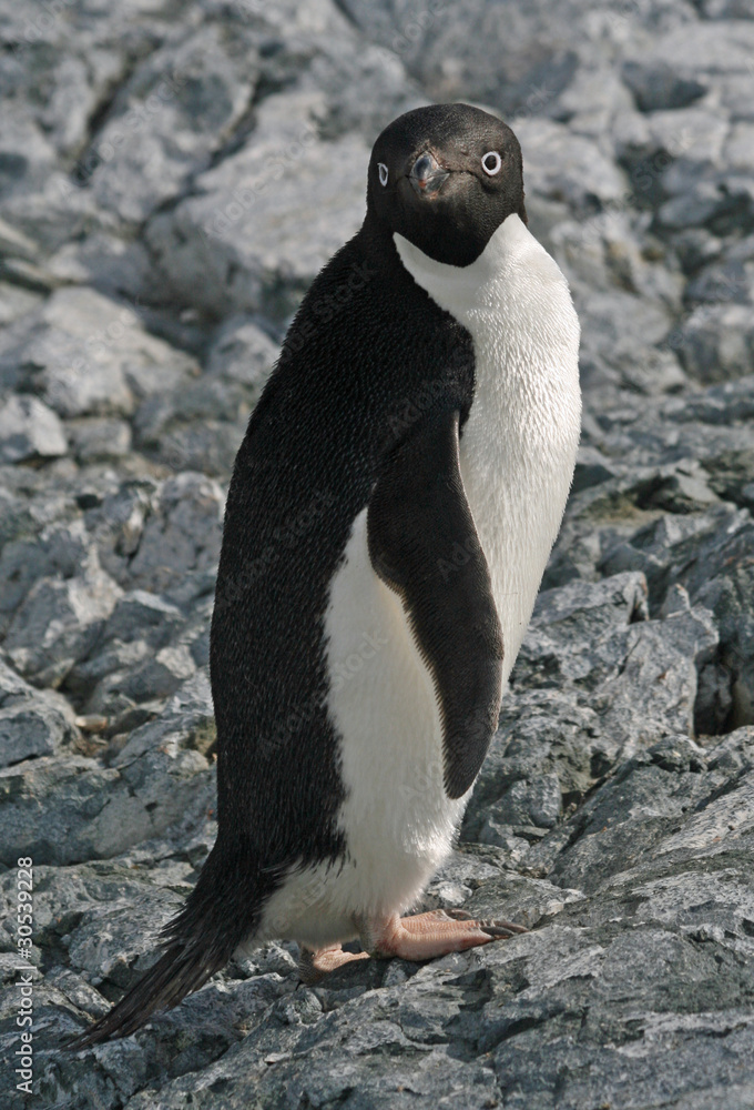 Naklejka premium Adelie Penguin 4