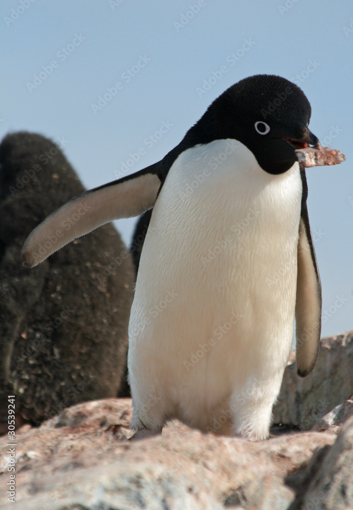 Fototapeta premium Adelie Penguin 8