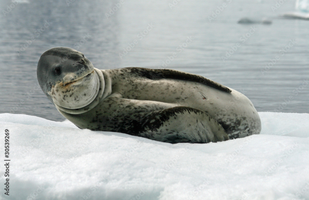 Obraz premium Leopard Seal 2