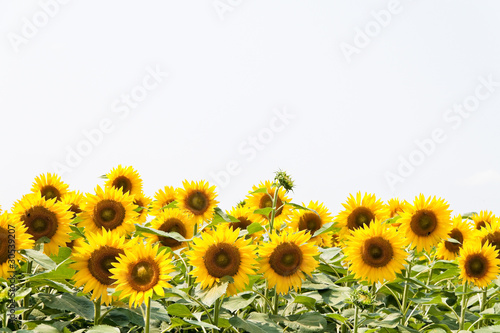 Fototapeta Naklejka Na Ścianę i Meble -  Sonnenblumen in leuchtendem Gelb auf einem Feld