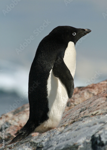 Adelie Penguin 29