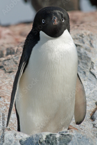 Adelie Penguin 7