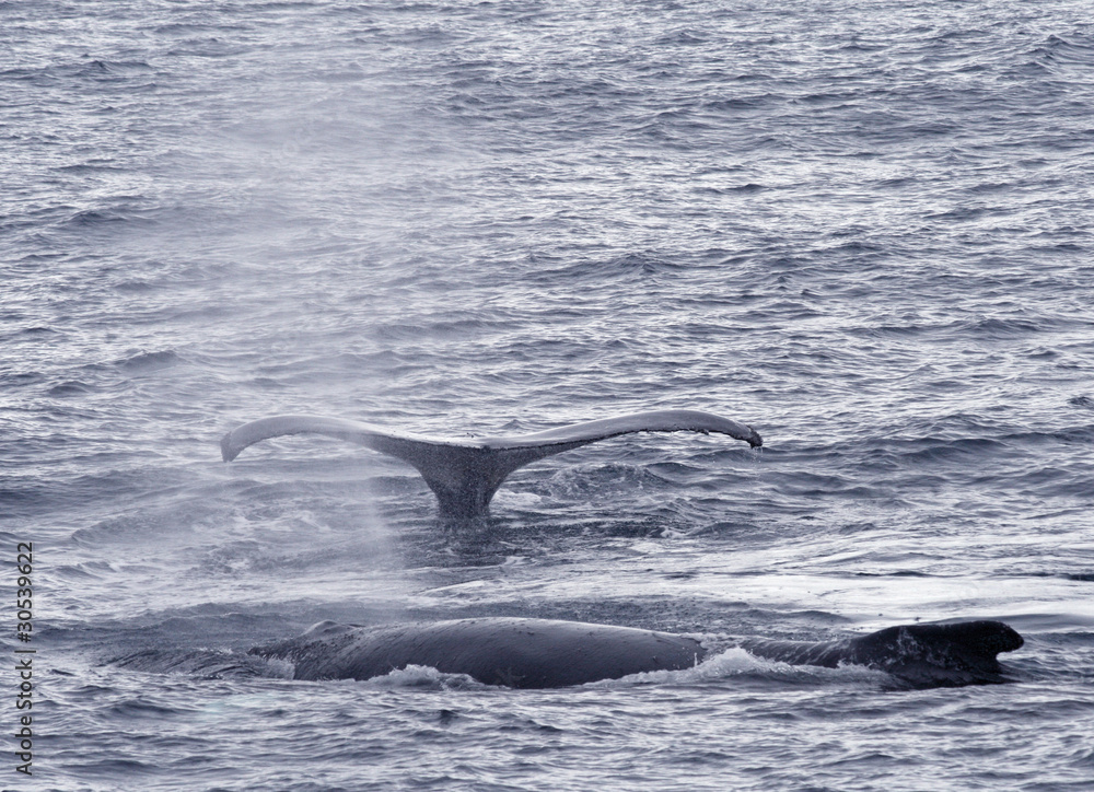 Fototapeta premium Humpback whales 2