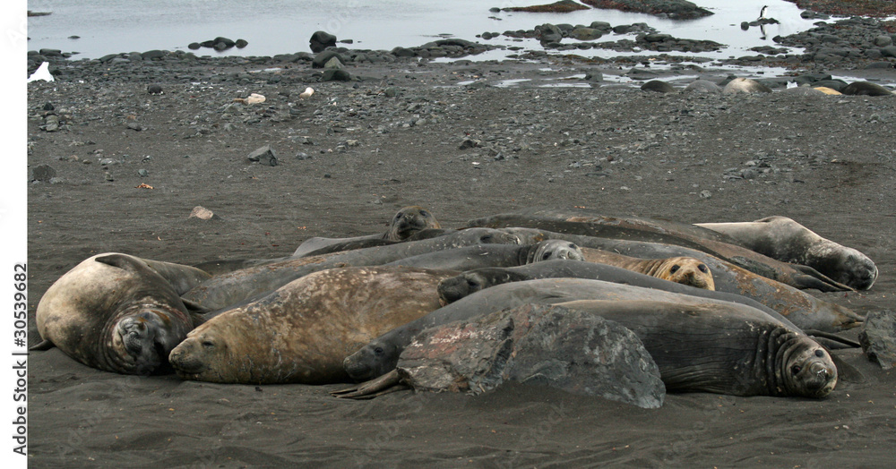 Fototapeta premium Elephant seals 10