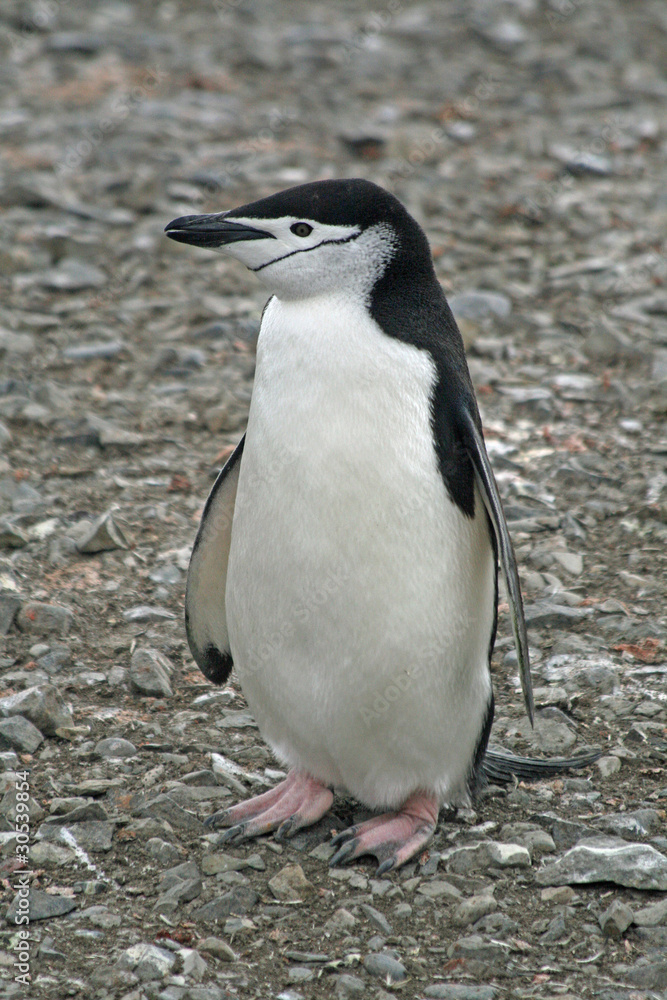 Naklejka premium Chinstrap penguin 37