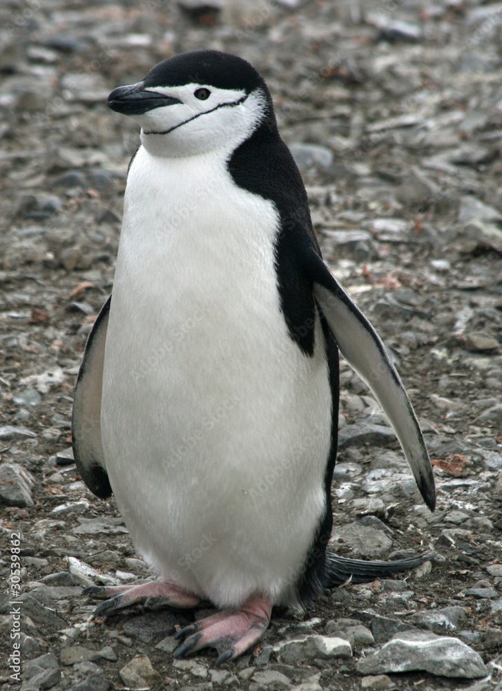 Naklejka premium Chinstrap penguin 39