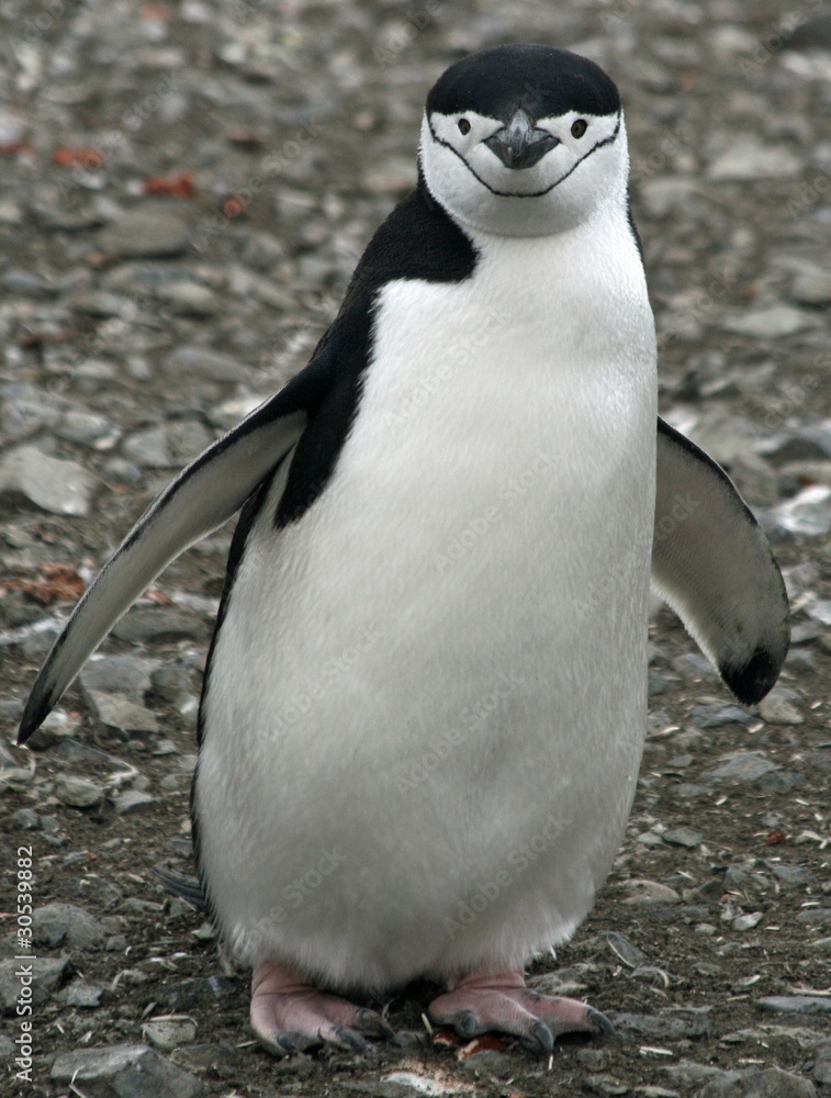 Naklejka premium Chinstrap penguin 40