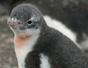 Fototapete Pinguin Eselspinguin Küken im Gras  © Ruth Hallam