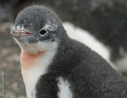 Gentoo penguin chick 19