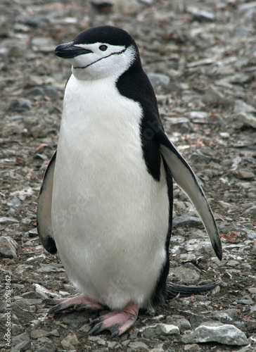 Chinstrap penguin 39