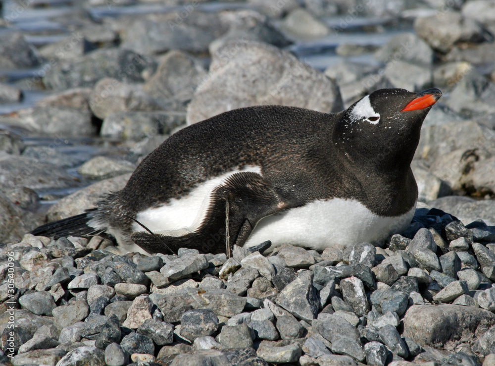 Fototapeta premium Gentoo penguin 28