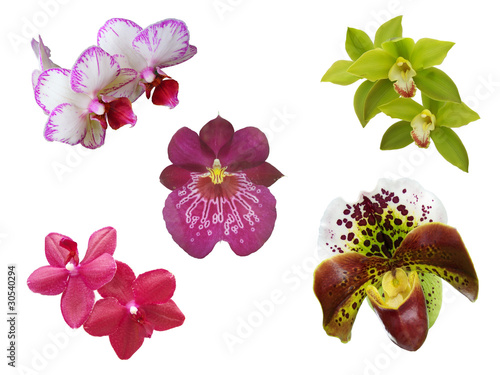 Fototapeta Naklejka Na Ścianę i Meble -  some uncommon isolated orchid flowers