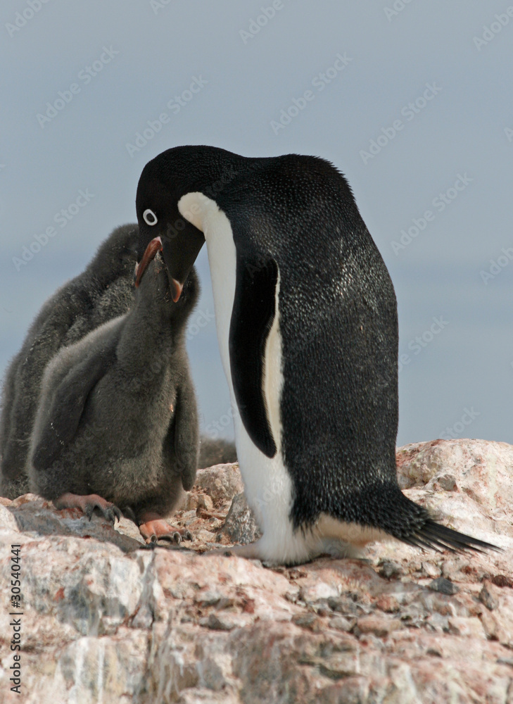 Fototapeta premium Adelie Penguin and chick