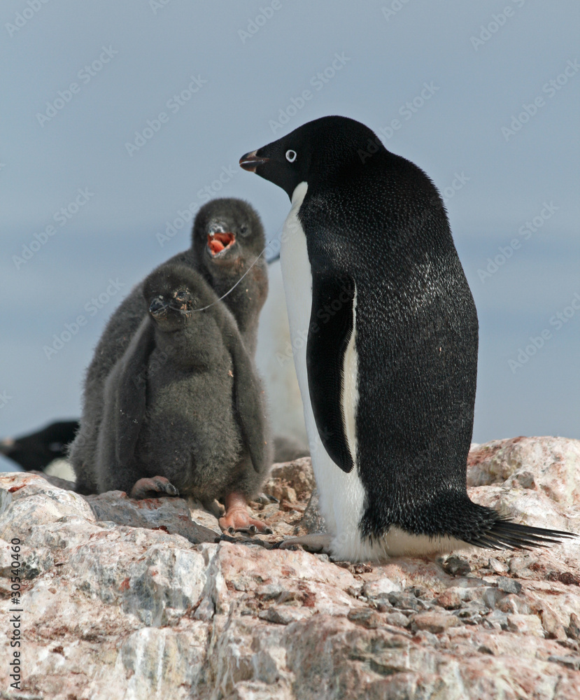 Fototapeta premium Adelie Penguin and chick 2
