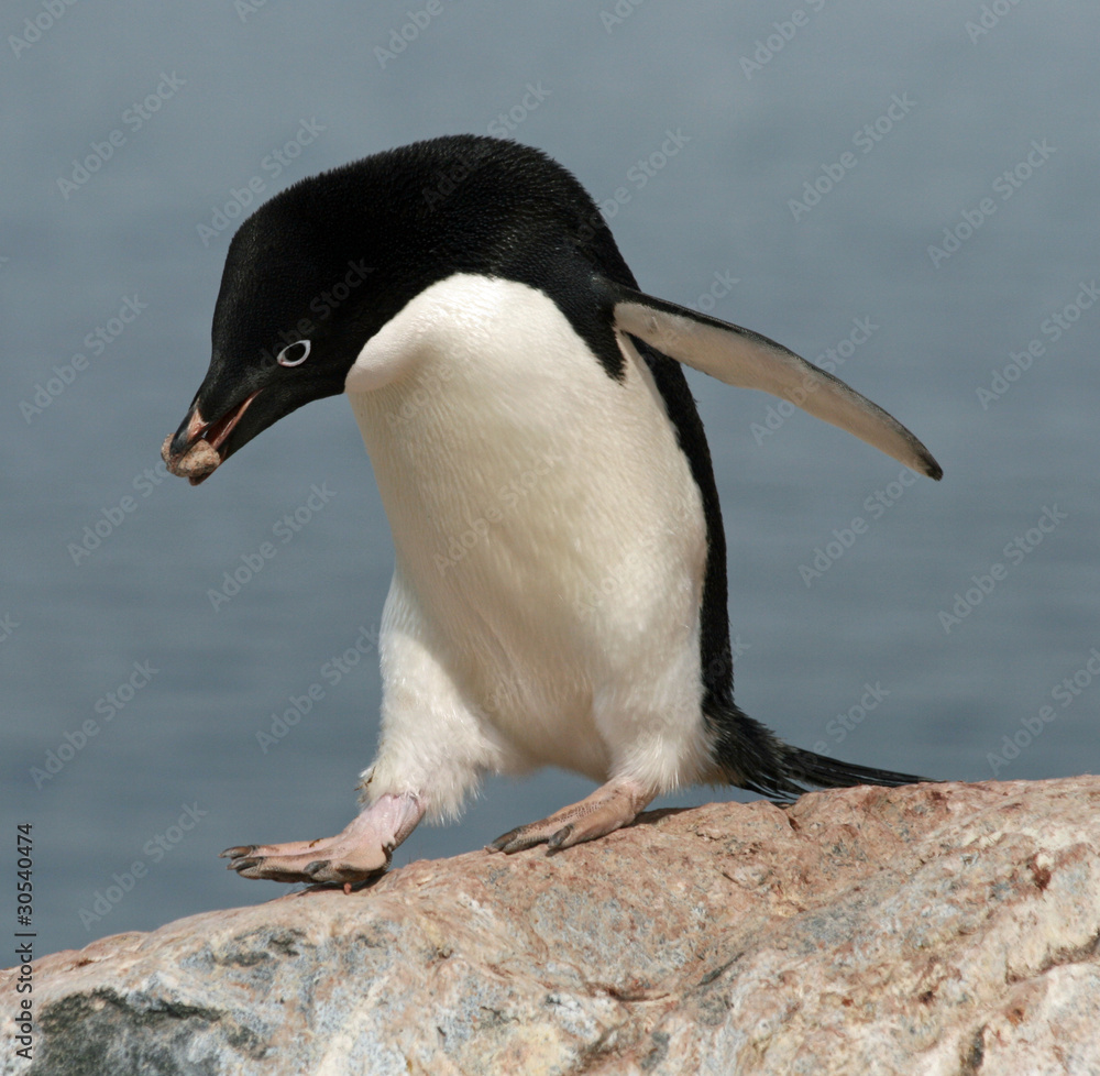 Fototapeta premium Adelie Penguin 15