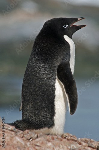 Adelie Penguin 20