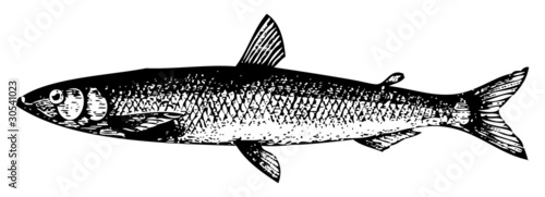 Old engraving of a European smelt fish or osmerus eperlanus