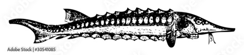 Old engraving of a Sterlet or Accipenser ruthenus