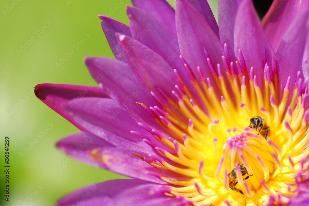 Lotus with bee Lotus with bee