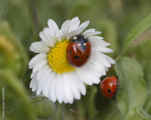 coccinelle © Toanet