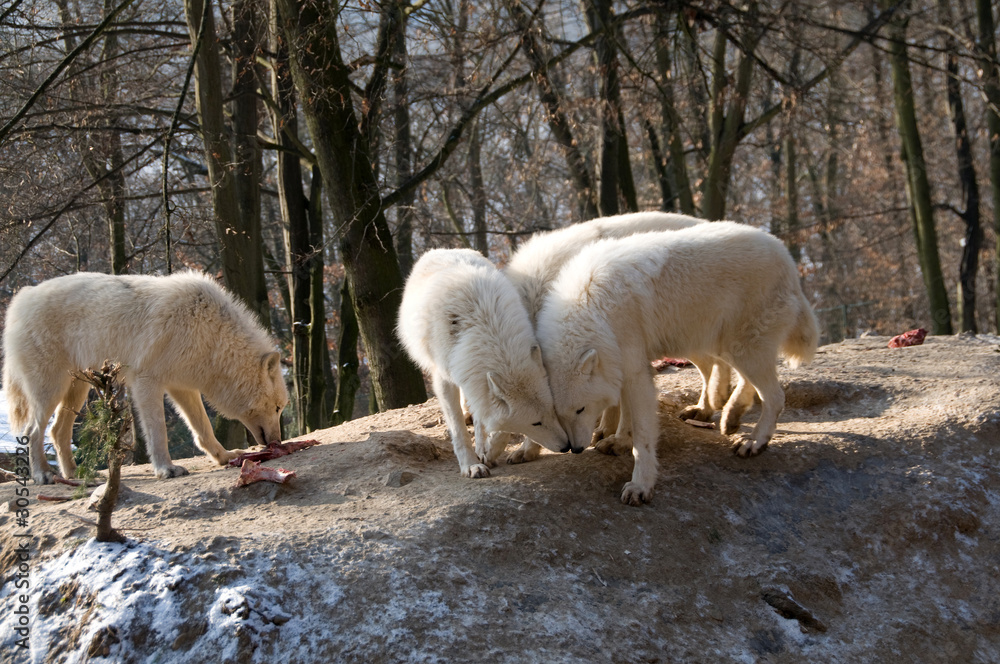 Young polar wolves Young polar wolves