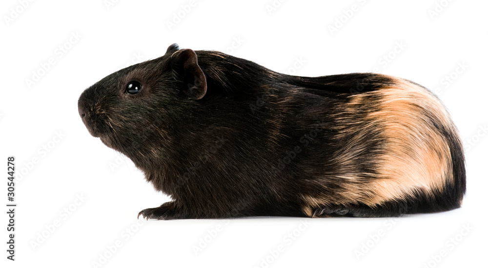 Fototapeta premium brown cavy on white background