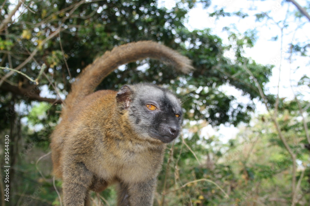 Fototapeta premium Mayotte-Iggy