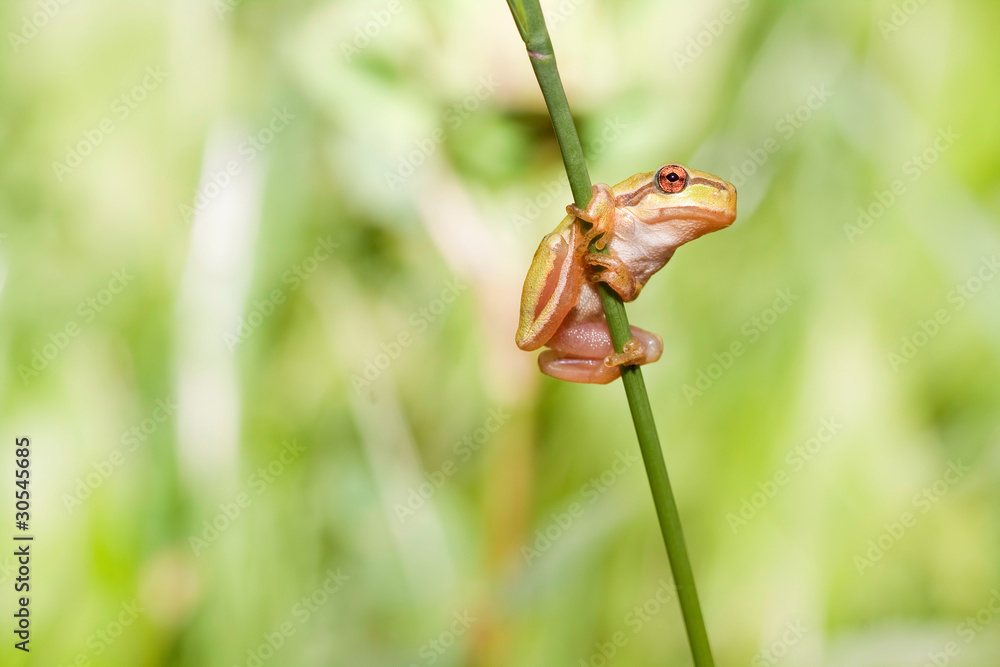 Europäische Laubfrosch Europäische Laubfrosch