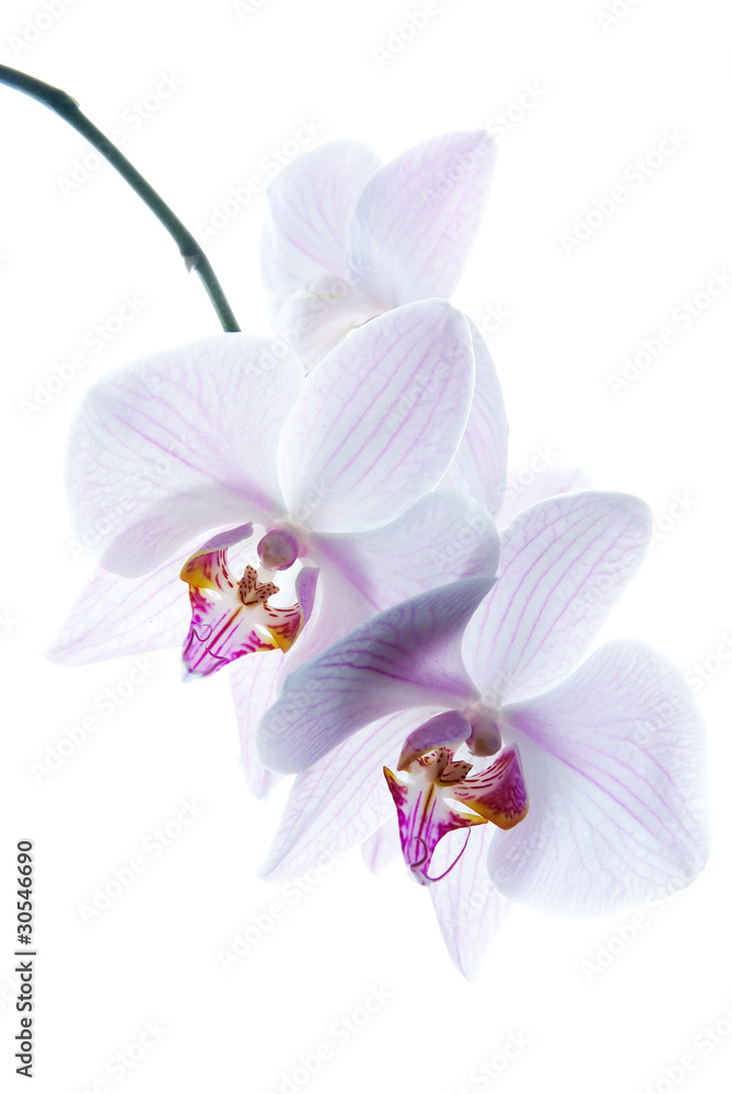 pink spotted orchids isolated on white background pink spotted orchids isolated on white background