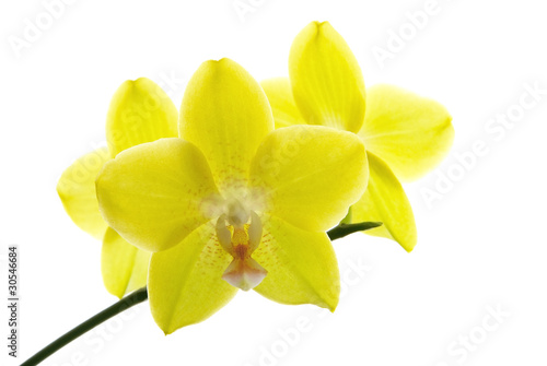 yellow orchids isolated on white background