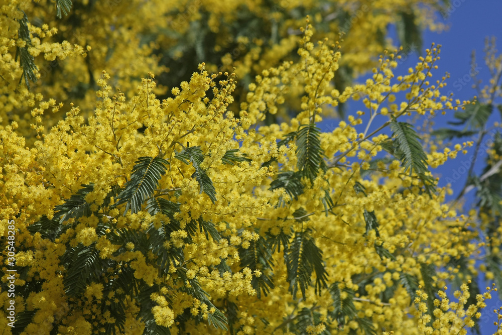 mimosa mimosa