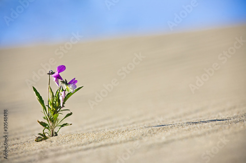 Lonely Flower