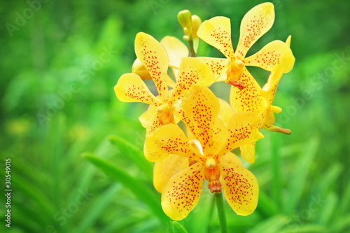 Fototapeta Naklejka Na Ścianę i Meble -  Yellow orchid