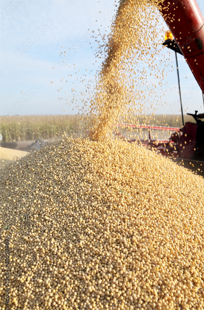 Fototapeta premium Soybean harvesting