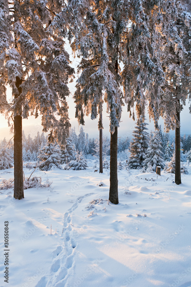 Fototapeta premium winter forest in Harz mountains, Germany