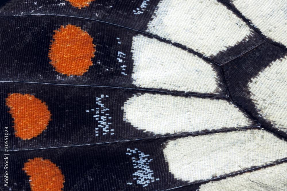 Obraz premium Butterfly wing, Dainty swallowtail, Papilio anactus