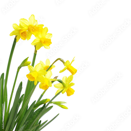 Vászonkép Yellow daffodils