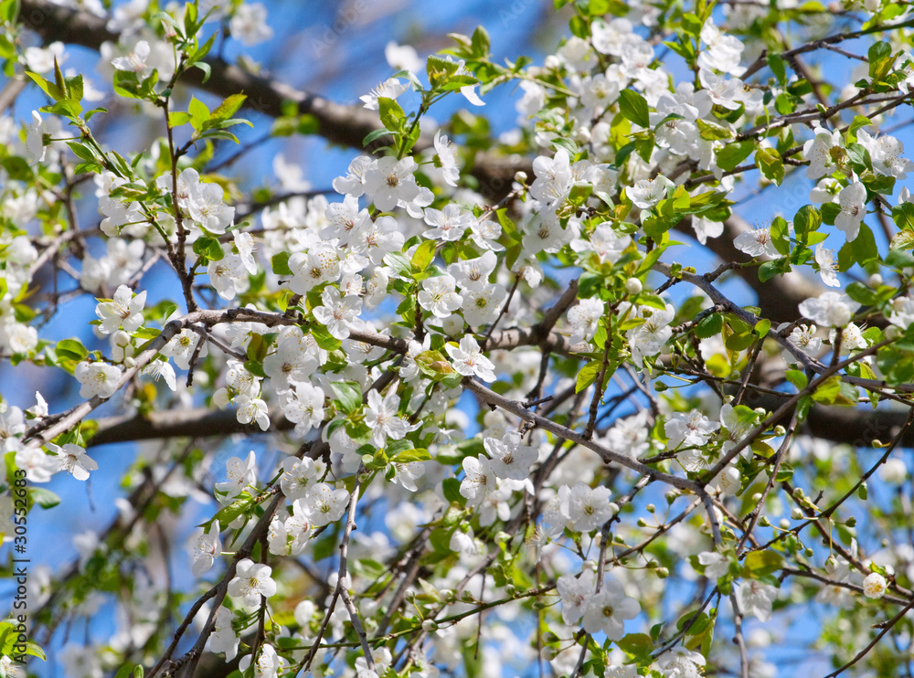 Spring blooming cherry branch against blue sky Spring blooming cherry branch against blue sky