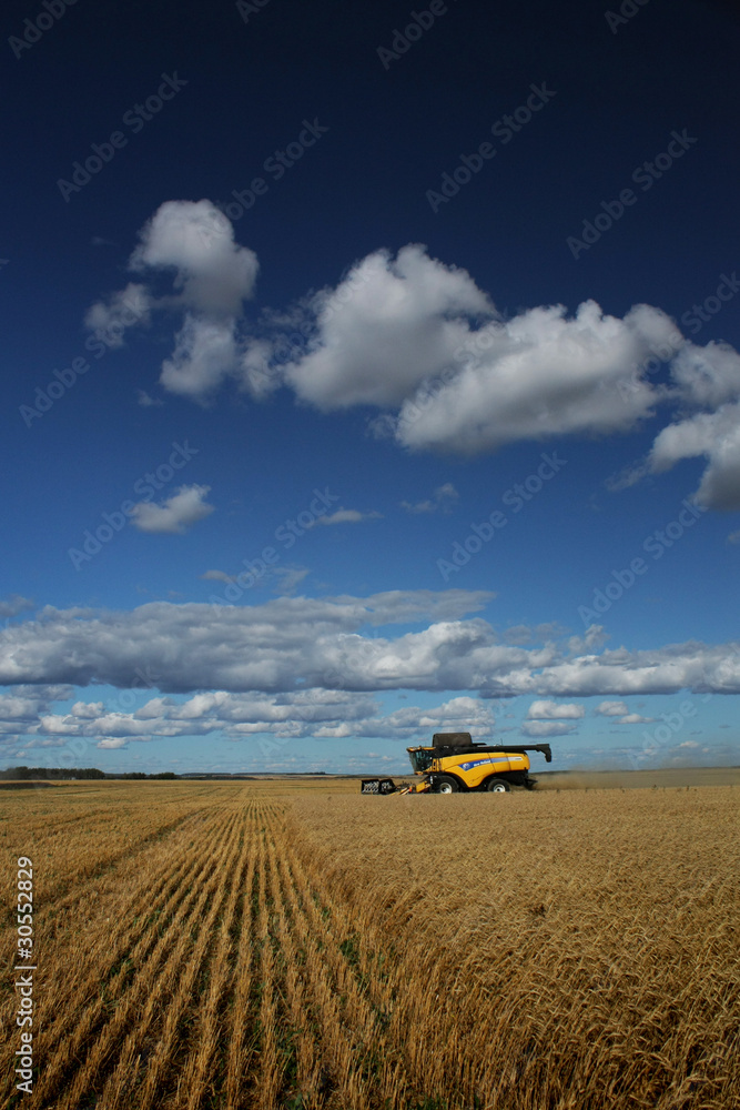 harvest harvest