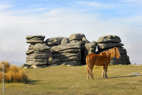 Dartmoor Pony at Combestone Tor photo
