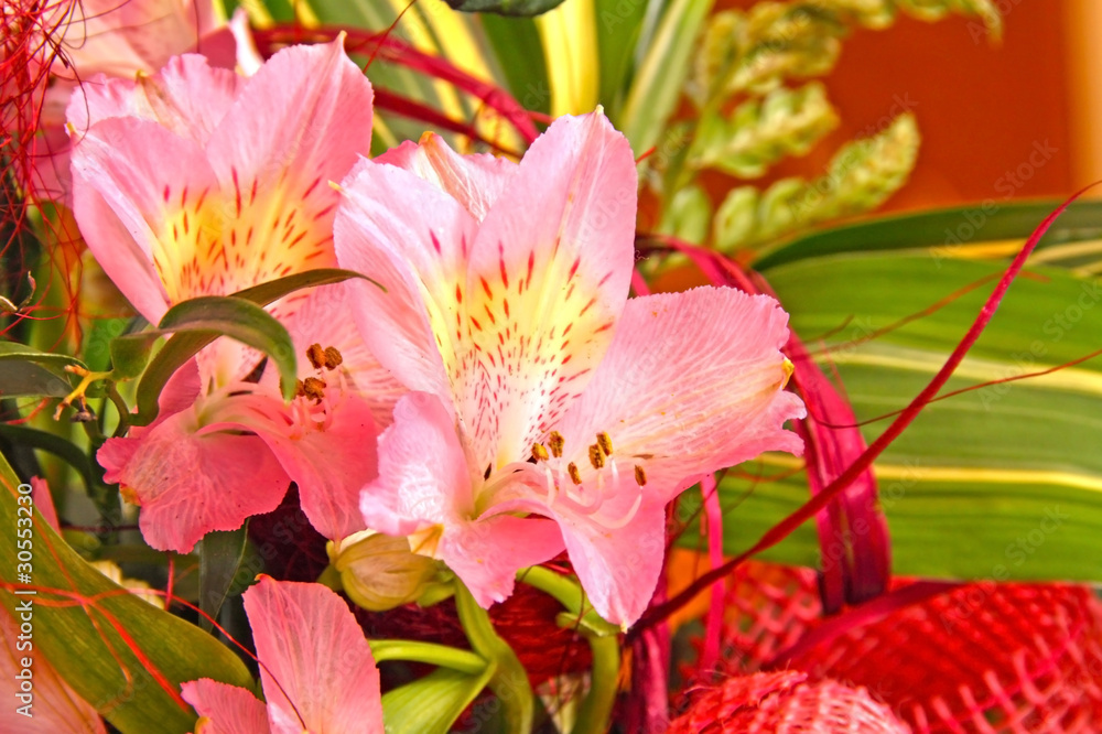 Fototapeta premium Flower