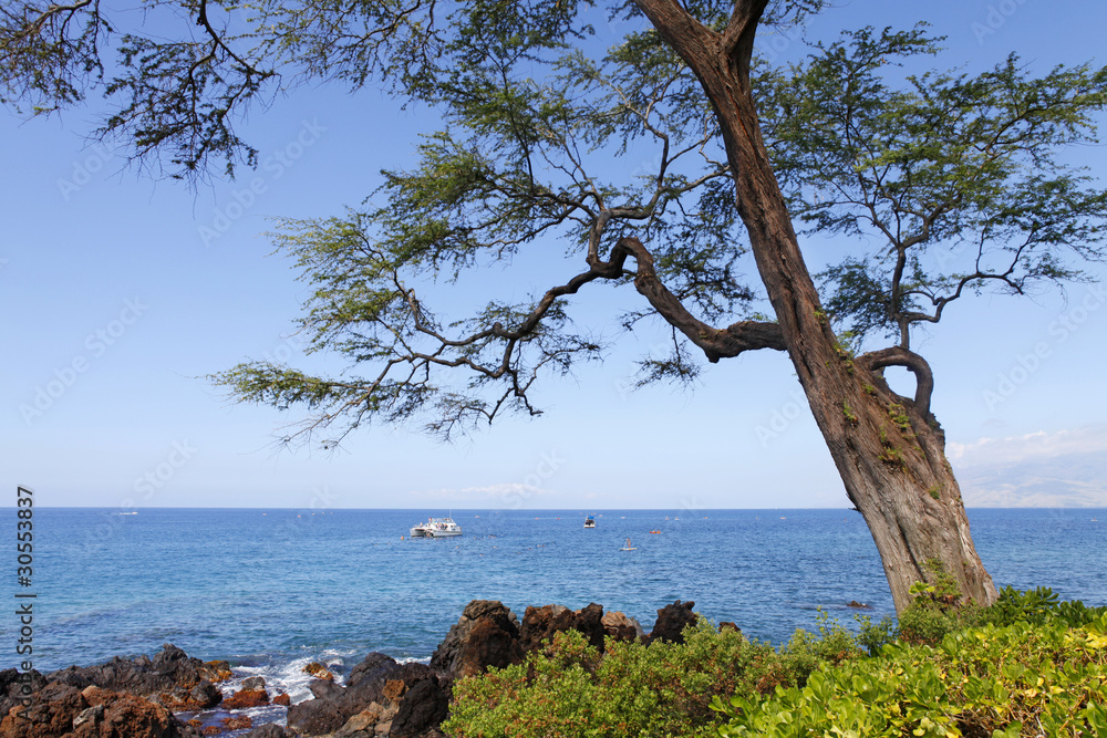 Tropical beach. Large tree. Maui. Hawaii. Polo and Palauea. Tropical beach. Large tree. Maui. Hawaii. Polo and Palauea.