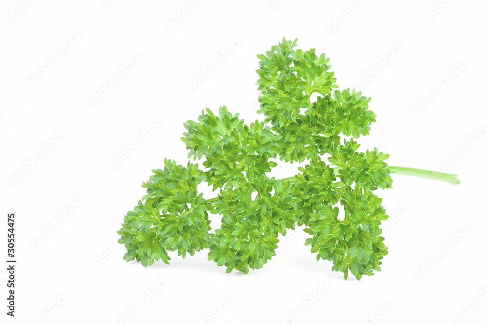 Fototapeta premium Curly parsley on white background